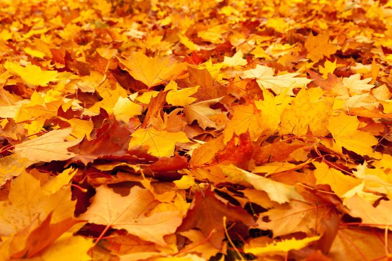Featured image of post Herbst!